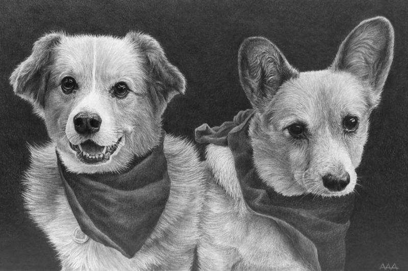 Commission Pet Portrait, 2021, Graphite on Illustration Board