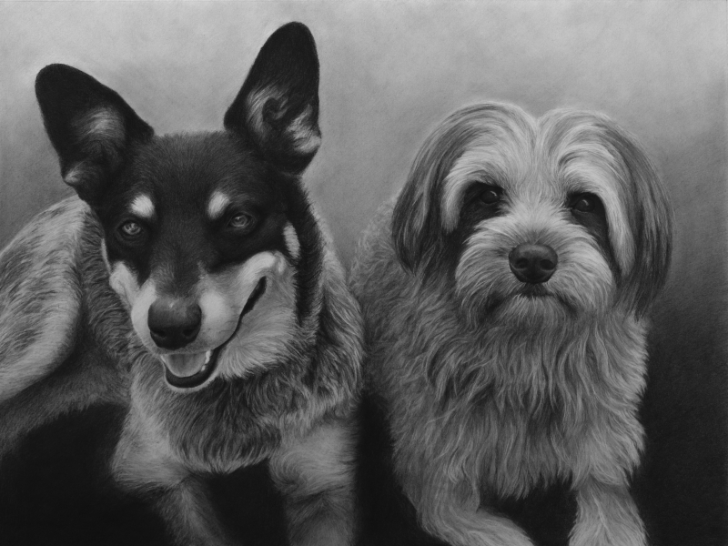 Commission Pet Portrait, 2021, Graphite on Paper