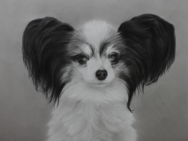 Commission Pet Portrait, 2022, Graphite on Illustration Board