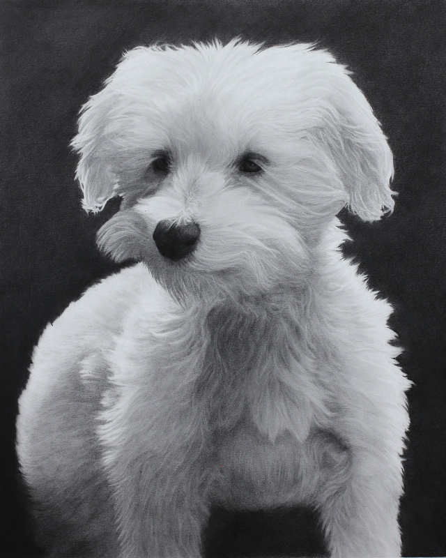 Commission Pet Portrait, 2021, Graphite on Illustration Board