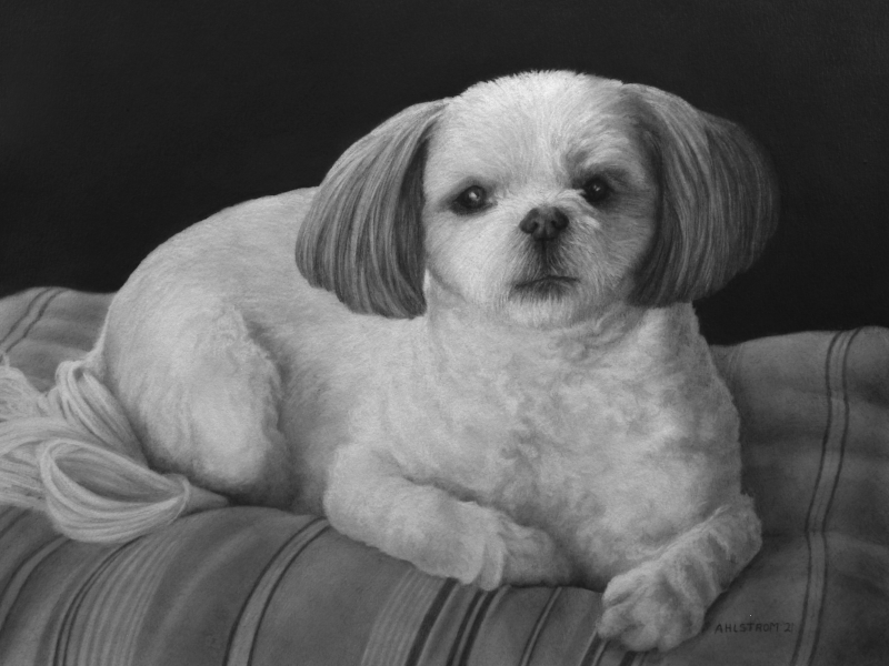 Commission Pet Portrait, 2021, Graphite on Illustration Board