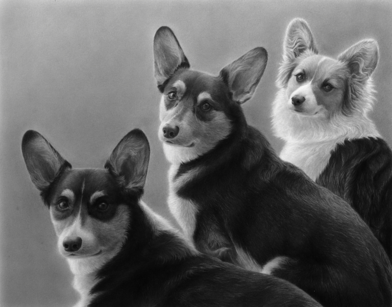 Commission Pet Portrait, 2022, Graphite on Paper